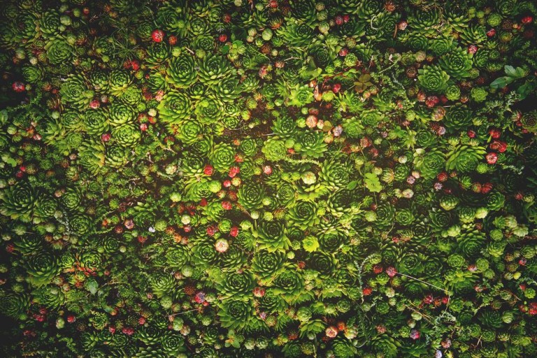 Installation d'une toiture végétalisée à Holtzheim, les étapes clés